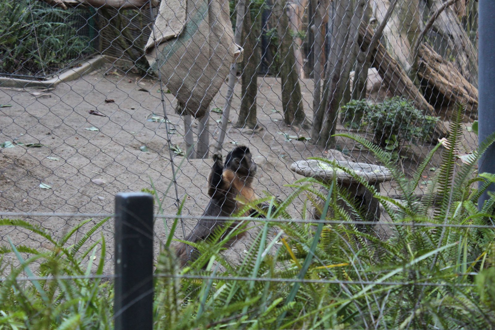 San Diego Zoo Part II 133